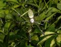 Fotos de Eric -  Foto: Naturaleza - spider