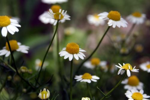 Fotografia de anitex - Galeria Fotografica: iniciacin - Foto: flor