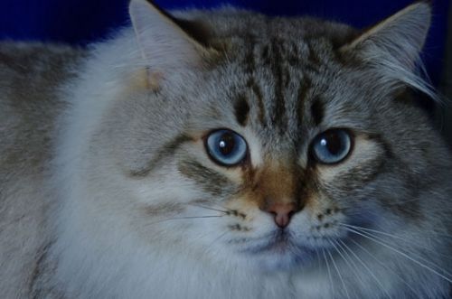 Fotografia de Irene C.B. - Galeria Fotografica: Mascotas - Foto: 