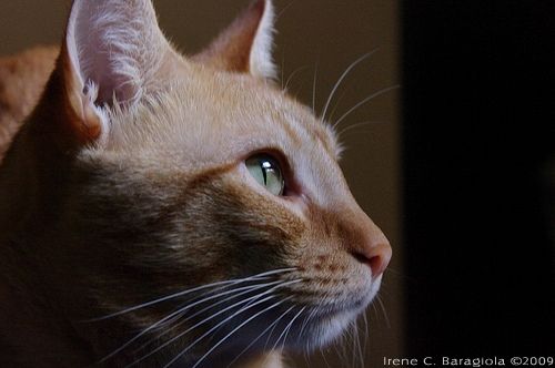 Fotografia de Irene C.B. - Galeria Fotografica: Mascotas - Foto: 