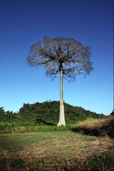 Fotografia de Cesar Tovar - Galeria Fotografica: VARIOS - Foto: arbol mexico