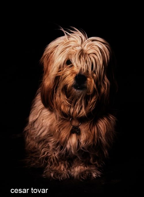 Fotografia de Cesar Tovar - Galeria Fotografica: VARIOS - Foto: mi perro