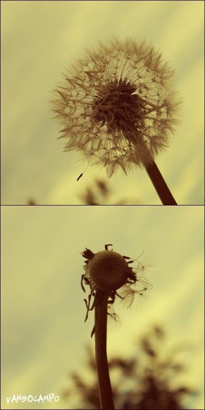 Fotografia de Alicia en el pa�s - Galeria Fotografica: Photoland - Foto: Dientes de leon