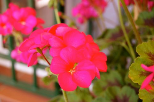 Fotografia de anagadez - Galeria Fotografica: Flores - Foto: Geranio