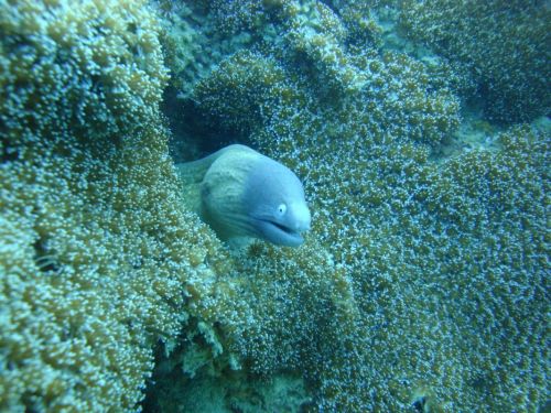 Fotografia de Pablo Santiago - Galeria Fotografica: Malasia-Perhentia Subamrinas - Foto: Morena I