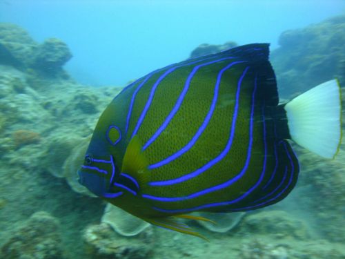 Fotografia de Pablo Santiago - Galeria Fotografica: Malasia-Perhentia Subamrinas - Foto: Angel Fish