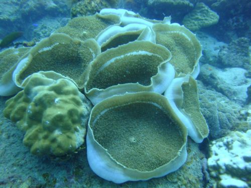 Fotografia de Pablo Santiago - Galeria Fotografica: Malasia-Perhentia Subamrinas - Foto: Fondo Marino