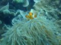 Fotos de Pablo Santiago -  Foto: Malasia-Perhentia Subamrinas - Nemo Y Anemona