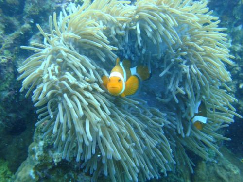 Fotografia de Pablo Santiago - Galeria Fotografica: Malasia-Perhentia Subamrinas - Foto: Nemo Posando