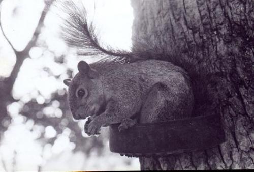 Fotografia de REEM - Galeria Fotografica: ENCUENTROS EN BLANCO Y NEGRO - Foto: NATURALEZA URBANA