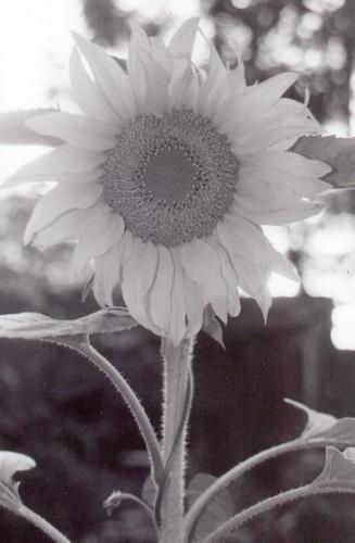 Fotografia de REEM - Galeria Fotografica: ENCUENTROS EN BLANCO Y NEGRO - Foto: SOL OPACO