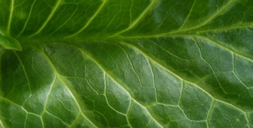 Fotografia de Ernest - Galeria Fotografica: estiu 05 - Foto: 