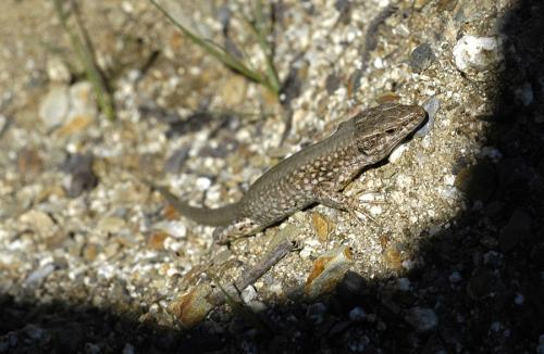Fotografia de Ernest - Galeria Fotografica: Animales de cerca - Foto: 