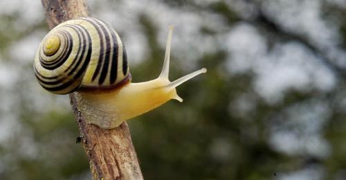 Fotografia de Ernest - Galeria Fotografica: Animales de cerca - Foto: 