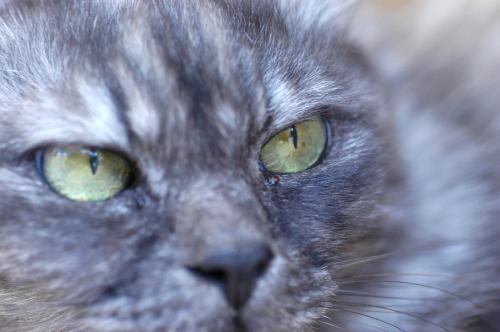 Fotografia de Ernest - Galeria Fotografica: Animales de cerca - Foto: 