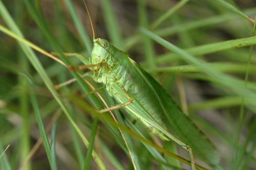 Fotografia de Ernest - Galeria Fotografica: Animales de cerca - Foto: 