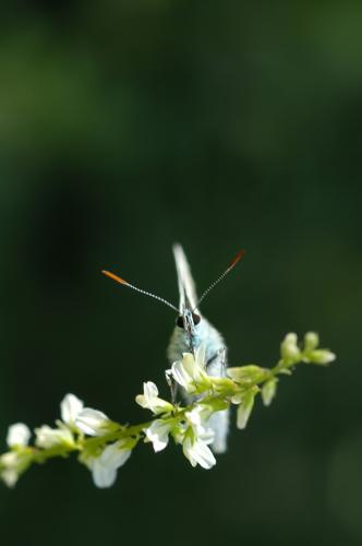 Fotografia de Ernest - Galeria Fotografica: Animales de cerca - Foto: 