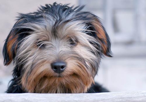 Fotografia de Ernest - Galeria Fotografica: Animales de cerca - Foto: 