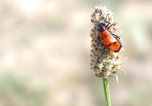 Fotografia de Ernest - Galeria Fotografica: Animales de cerca - Foto: 