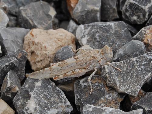 Fotografia de atikus - Galeria Fotografica: Natural-eza - Foto: 