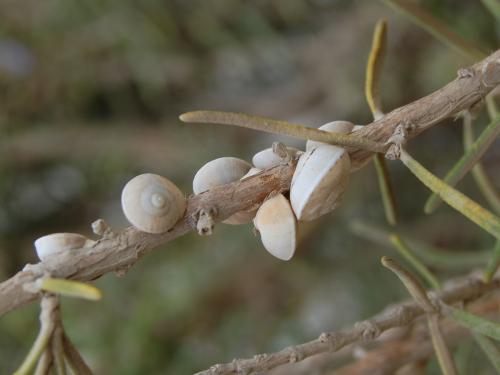 Fotografia de atikus - Galeria Fotografica: Natural-eza - Foto: 