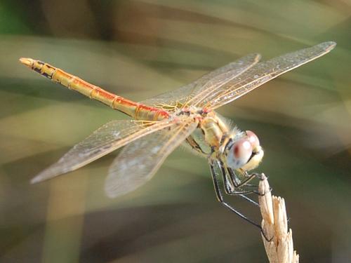 Fotografia de atikus - Galeria Fotografica: Natural-eza - Foto: 