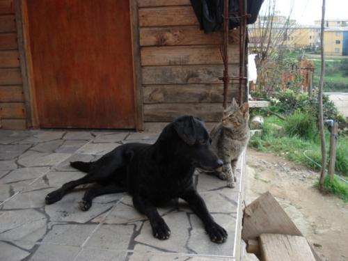 Fotografia de xxamanecerxx - Galeria Fotografica: Mis Fotografas. - Foto: Gato&Perro