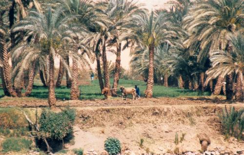 Fotografia de Buscapiso Inmobiliaria - Galeria Fotografica: Egipto - Foto: Paisajes