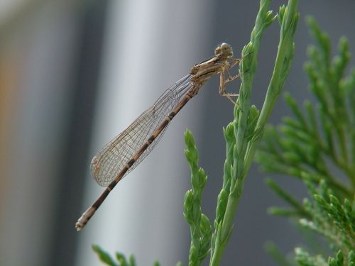 Fotografia de Sergio R. - Galeria Fotografica: Macros - Foto: 