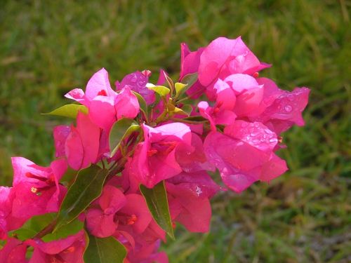 Fotografia de Sergio R. - Galeria Fotografica: Macros - Foto: 