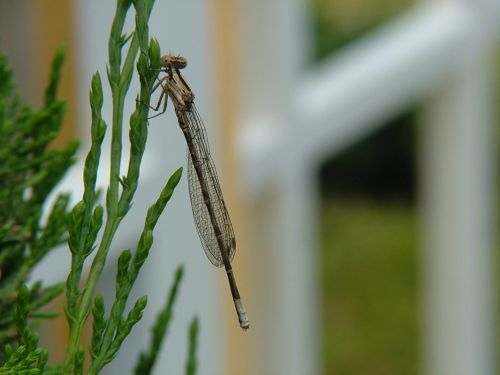 Fotografia de Sergio R. - Galeria Fotografica: Macros - Foto: 