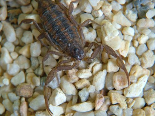 Fotografia de Sergio R. - Galeria Fotografica: Macros - Foto: 