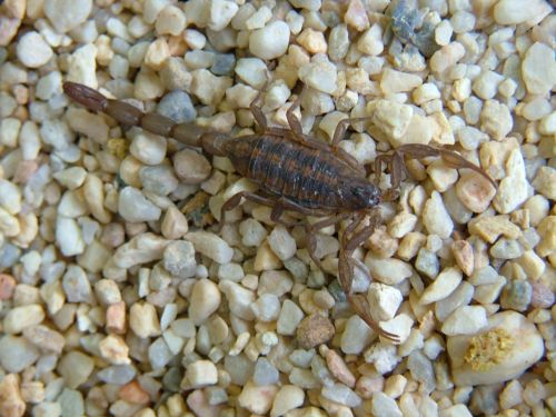 Fotografia de Sergio R. - Galeria Fotografica: Macros - Foto: 