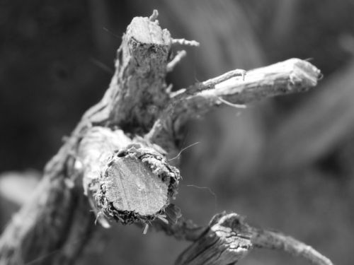 Fotografia de atikus - Galeria Fotografica: Natural-eza - Foto: 