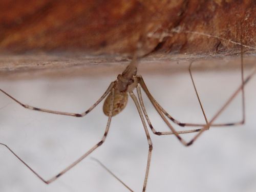 Fotografia de atikus - Galeria Fotografica: Natural-eza - Foto: 