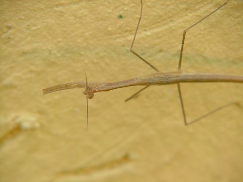 Fotografia de Sergio R. - Galeria Fotografica: Macros - Foto: 