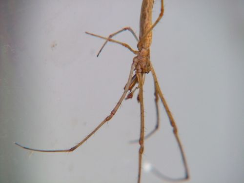 Fotografia de Sergio R. - Galeria Fotografica: Macros - Foto: 