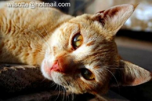 Fotografia de wilsotte - Galeria Fotografica: Ejemplos - Foto: 