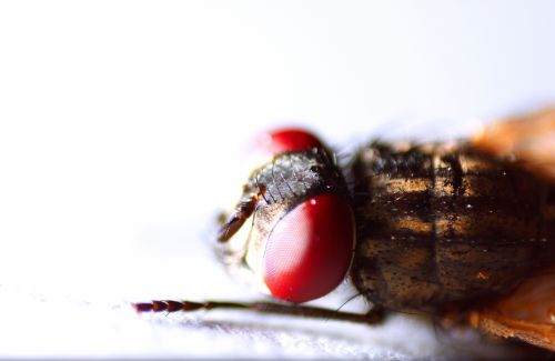 Fotografia de Joan Manuel - Galeria Fotografica: Foto macro a mosca - Foto: Mosca