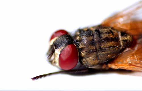 Fotografia de Joan Manuel - Galeria Fotografica: Foto macro a mosca - Foto: Mosca