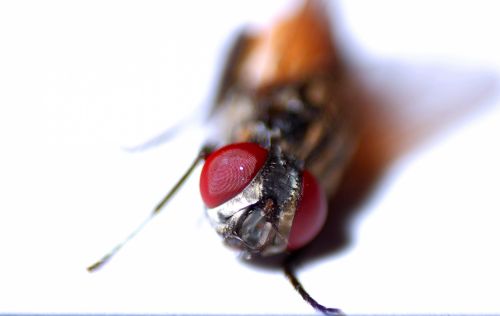 Fotografia de Joan Manuel - Galeria Fotografica: Foto macro a mosca - Foto: Mosca