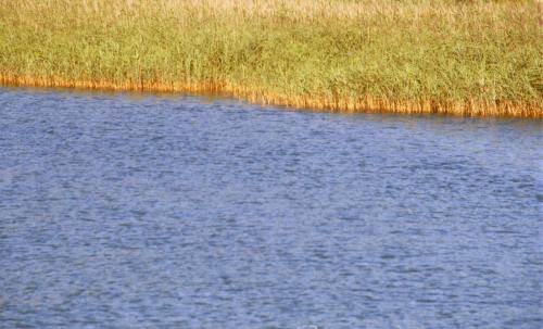 Fotografia de Vit - Galeria Fotografica: Navegando croacia - Foto: juncos