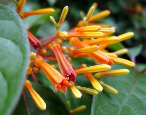 Fotografia de sersos - Galeria Fotografica: Colorfull-Colorless - Foto: Naranja profundo