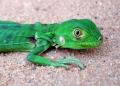 Fotos de sersos -  Foto: Colorfull-Colorless - Iguana adolescente