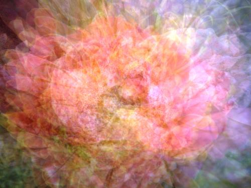 Fotografia de sersos - Galeria Fotografica: Colorfull-Colorless - Foto: Macros de flores