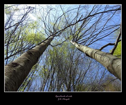 Fotografia de marge - Galeria Fotografica: Arboles, casas y personas - Foto: Apuntando al cielo