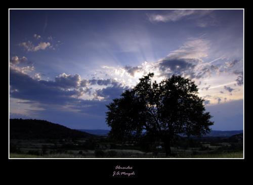 Fotografia de marge - Galeria Fotografica: Arboles, casas y personas - Foto: Almendro