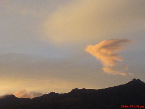 Fotografia de David Guijarro - Galeria Fotografica: Regalo - Foto: Ave de algodon