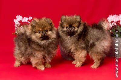 Fotografia de MascotaFoto - Galeria Fotografica: MascotaFoto - Foto: 