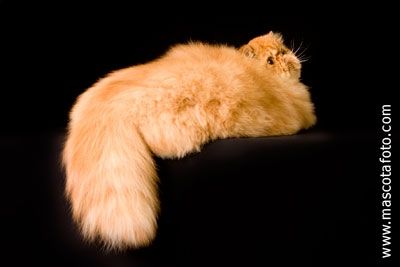 Fotografia de MascotaFoto - Galeria Fotografica: MascotaFoto - Foto: 